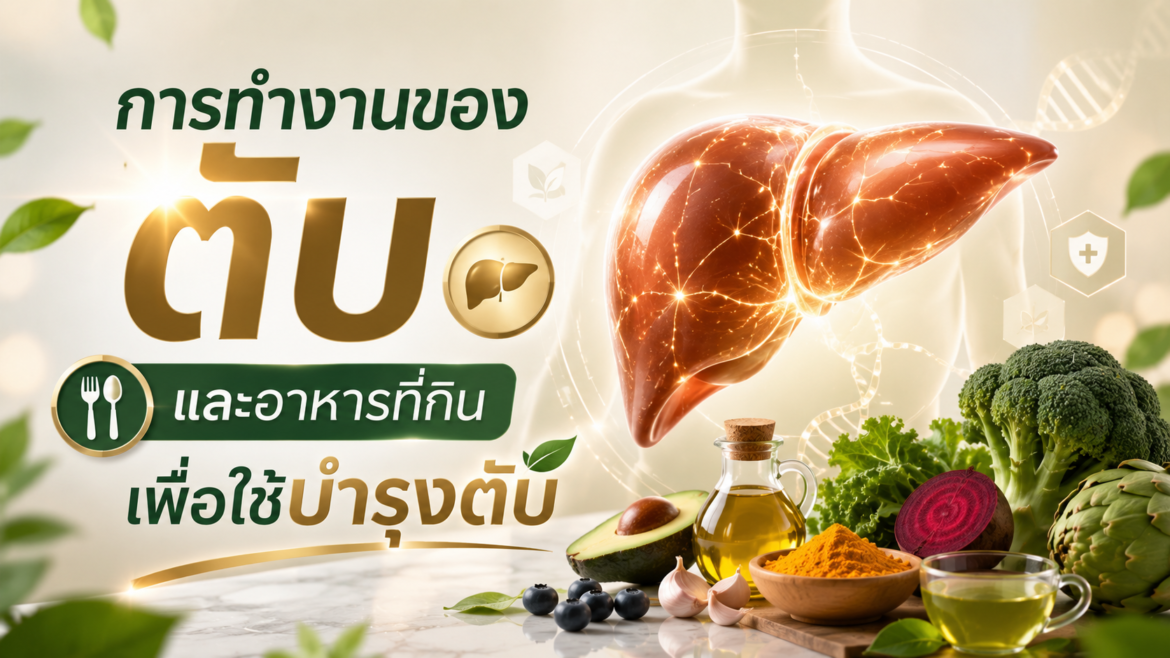 การทำงานของตับและอาหารที่กินเพื่อใช้บำรุงตับ